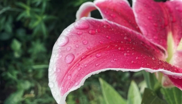 В Україні цього тижня місцями дощитиме, на півдні буде до +29°