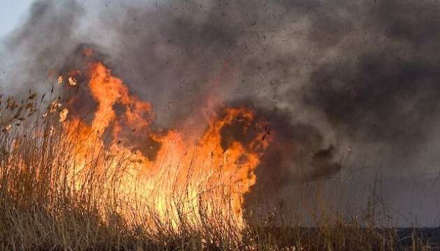 На Львівщині - масштабна пожежа, є загроза поширення вогню на ліс