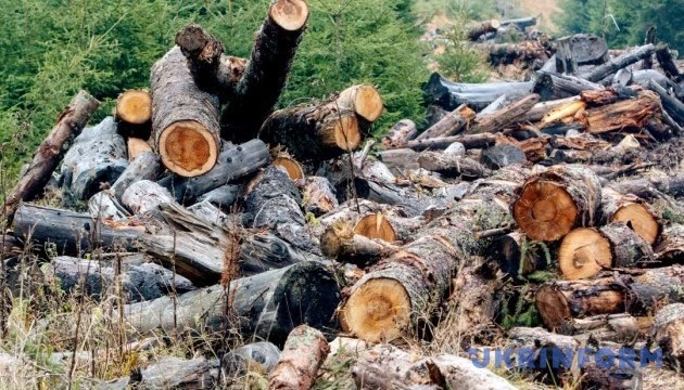Євросоюз внесе Росію і Білорусь до «чорного списку» через вирубку лісів - ЗМІ