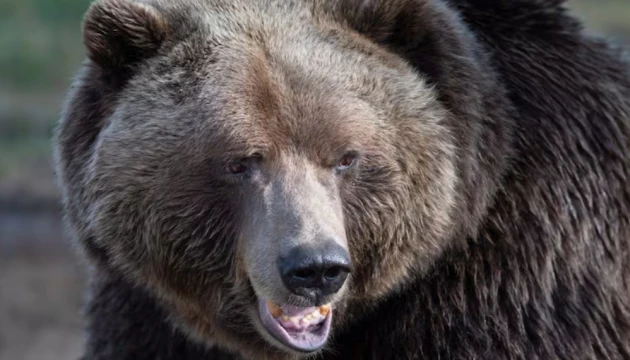 Гості саміту G7 у Канаді майже 200 разів натрапляли на ведмедів, пум та інших диких тварин