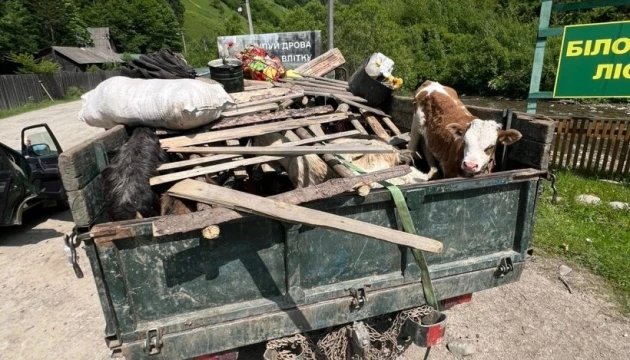 Зверху кози, теля і свині: на Закарпатті чоловіки ховалися під худобою, щоб втекти до Румунії