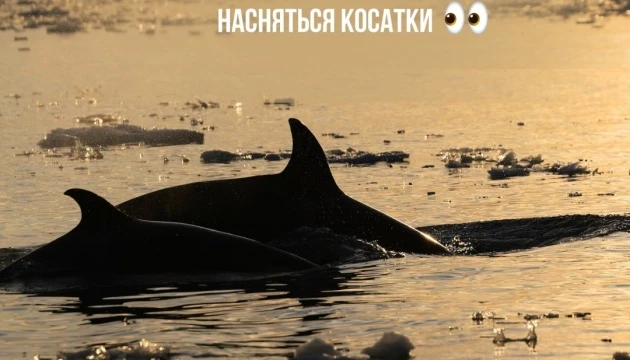 Українські полярники взяли рідкісні зразки тканин косатки в Антарктиці