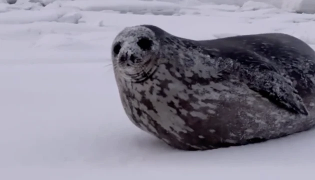 На станцію «Академік Вернадський» завітав тюлень