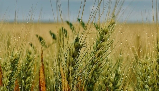 На Житомирщині через негоду полягла частина зернових