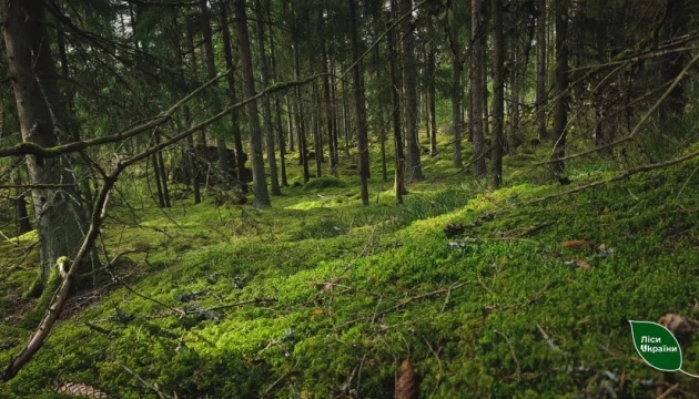 З початку року площа лісового фонду України збільшилася на 9,5 тисячі га