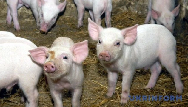 За рік скоротилося поголів'я всіх видів сільгосптварин, крім свиней – Держстат