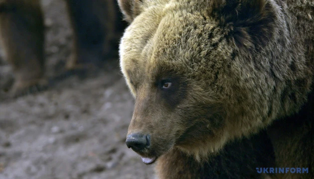 У Японії фіксують рекордну кількість смертей унаслідок нападів ведмедів
