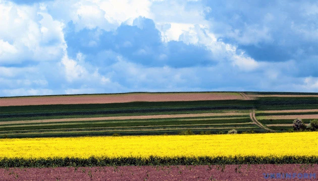 Урожай ріпаку в Україні може виявитись меншим, ніж прогнозує USDA