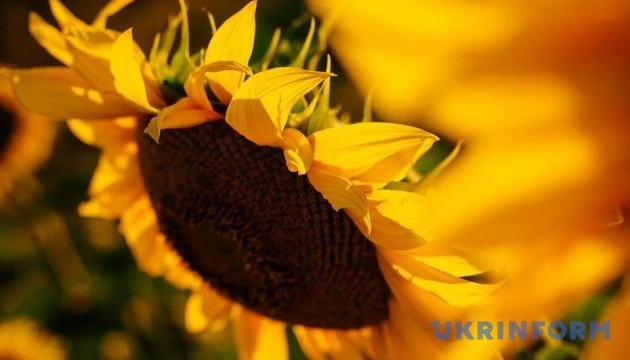 Фермери з прифронтових та деокупованих територій можуть отримати насіння соняшнику - Мінагрополітики
