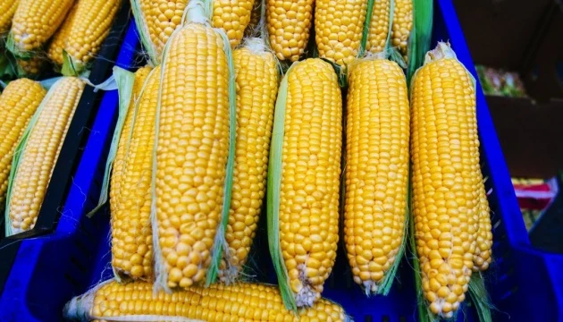 USDA прогнозує збільшення виробництва та експорту української кукурудзи