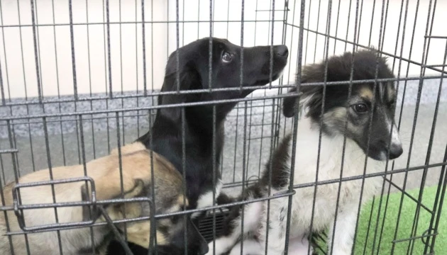 У низці міст Ірану заборонили вигулювати собак