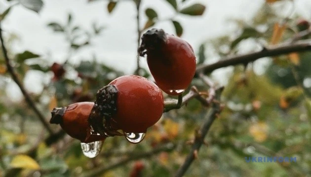 Україні в суботу прогнозують до +13° удень, майже без опадів