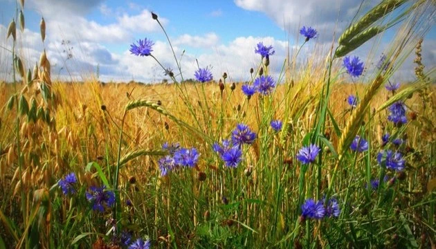 Україну прогріє до +35°