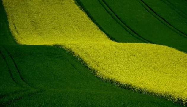 Повне скасування експортних мит на сою та ріпак може посилити невизначеність ринку - експерти