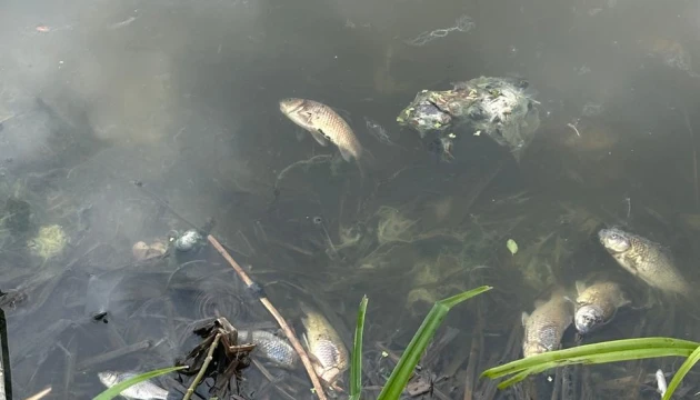 У водоймі на Житомирщині виявили масову загибель риби