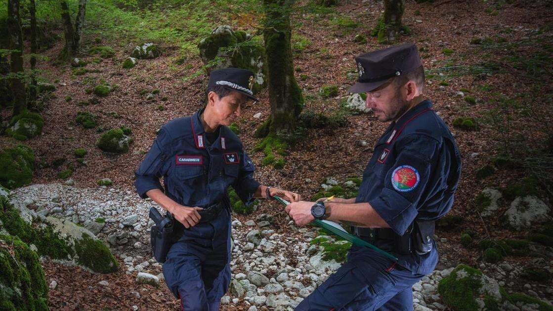 Orrore nel Parco d’Abruzzo Mamma orsa uccisa a fucilate 