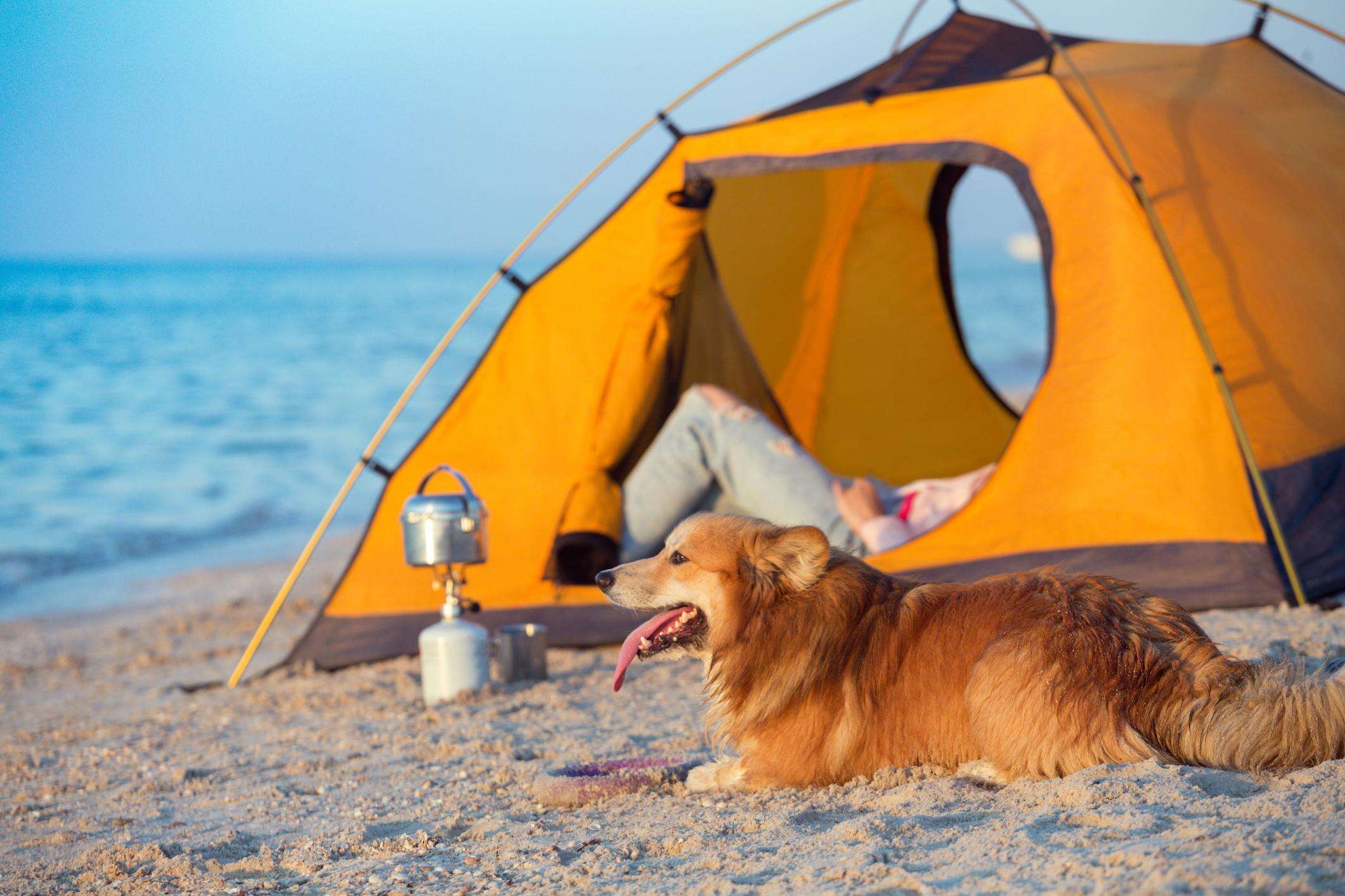 Dove andare in vacanza col cane, le migliori mete italiane