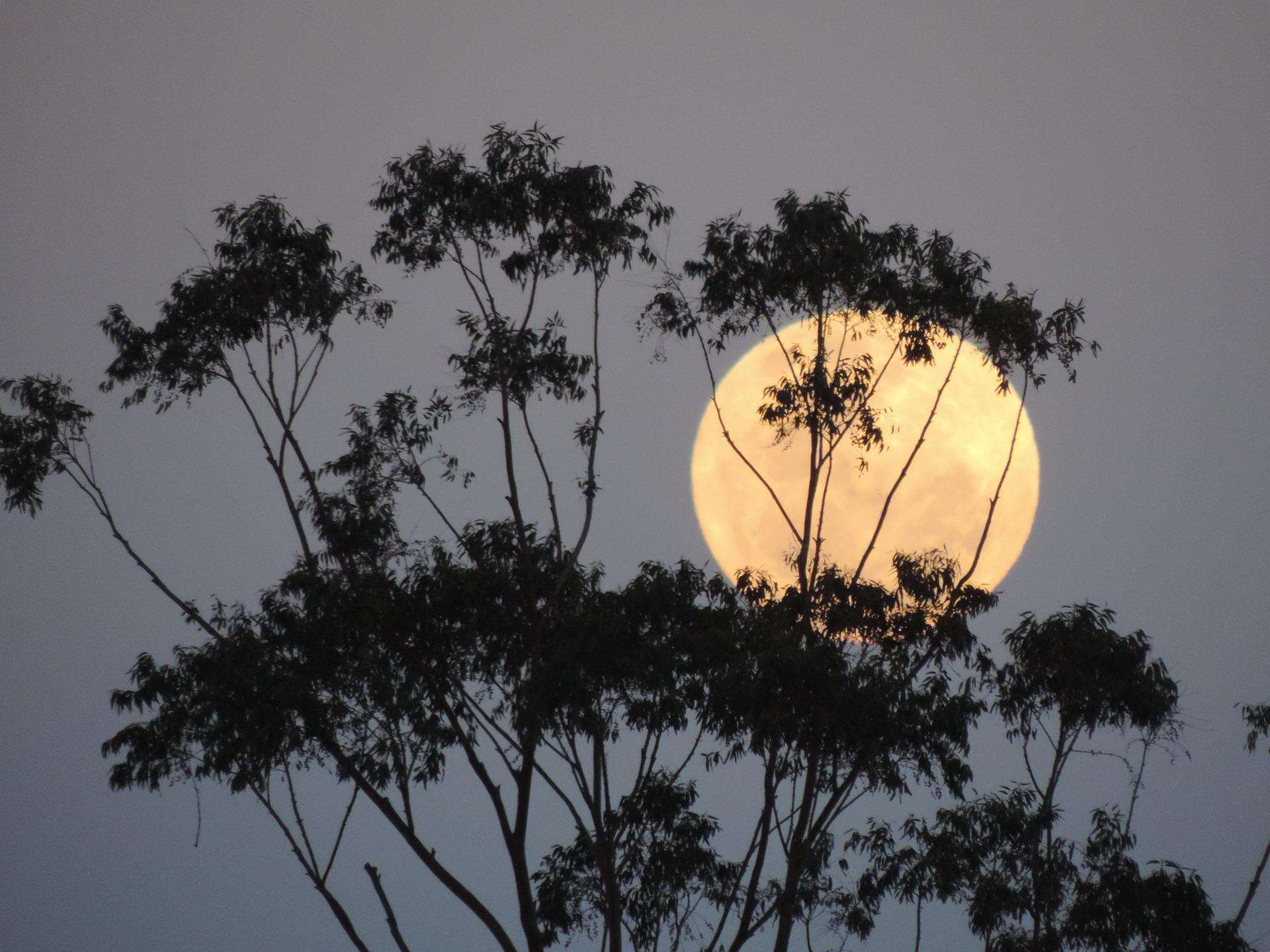 Superluna 1 agosto 2023: riecco la Luna più grande. Perseidi: quando è atteso il picco