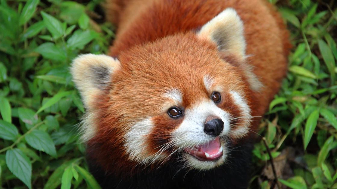 Nato un panda rosso allo zoo di Lisbona. Il cucciolo muove i suoi primi passi