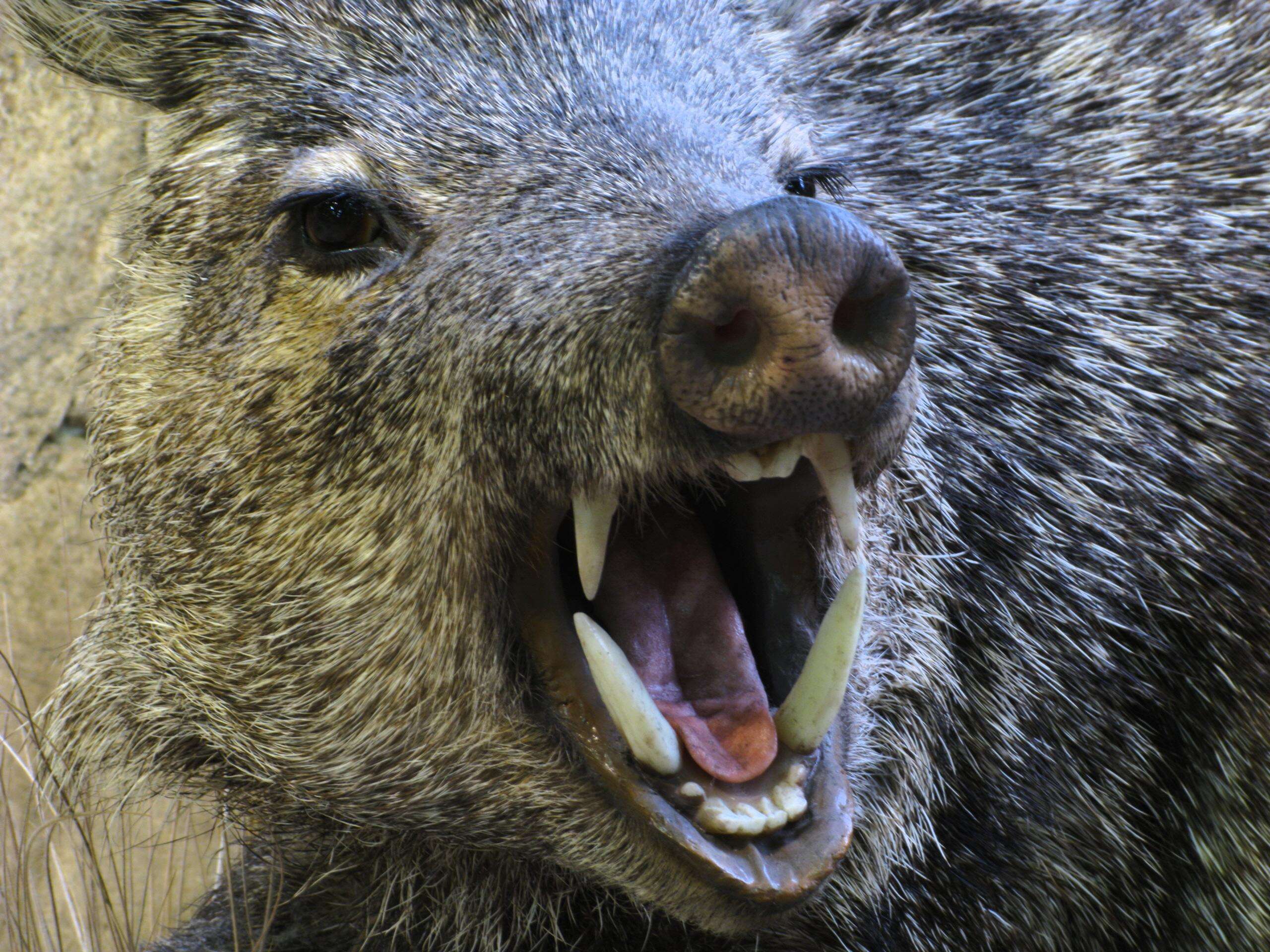 Cinghiali e peste suina, allevatori: “Abbattere la metà degli animali per evitare il blocco dell’export”