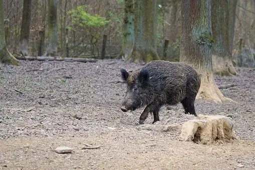 Ora gli agricoltori del Lazio possono sparare ai cinghiali, bastano porto d’armi e un corso
