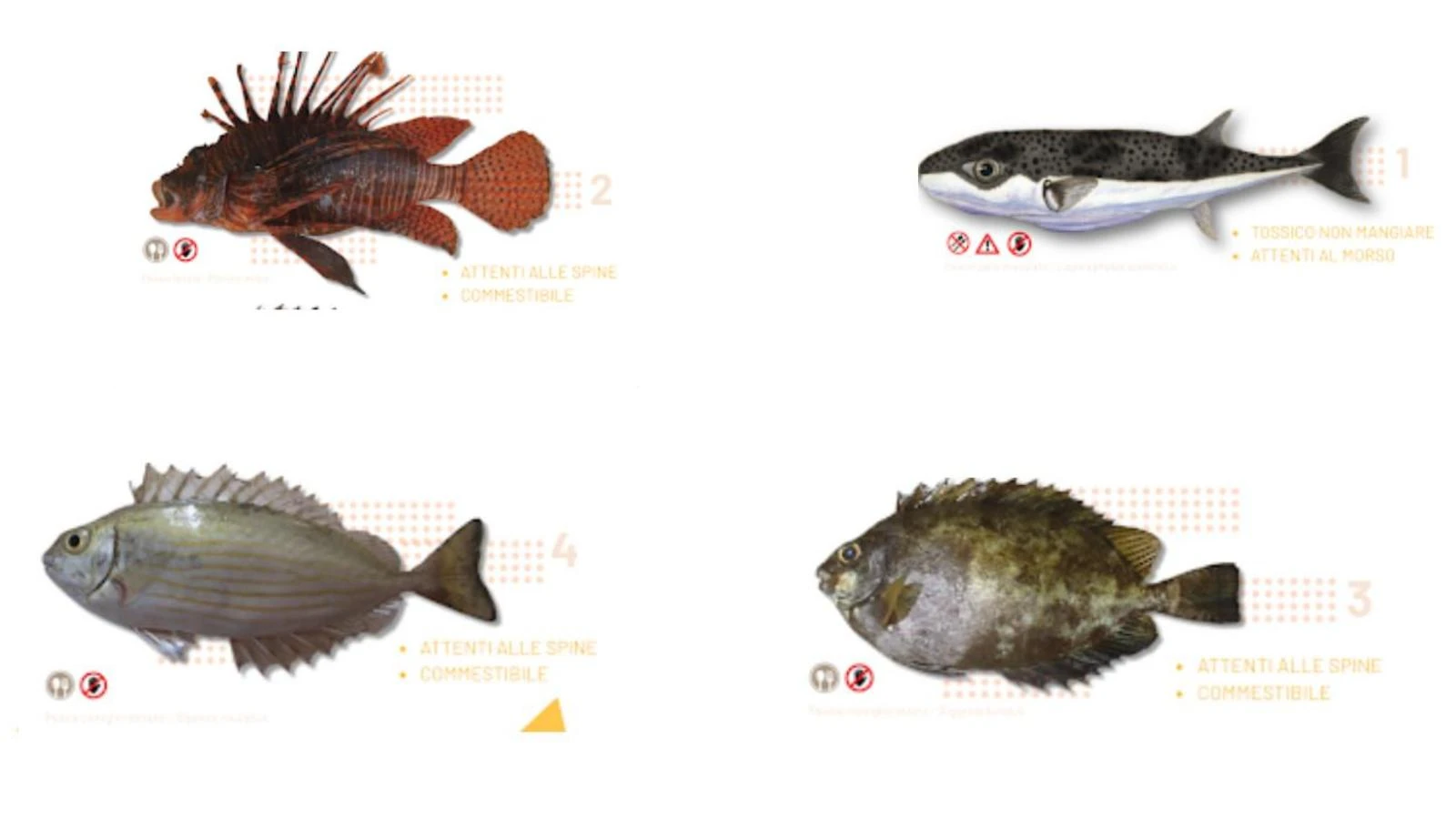 Il pesce scorpione e le altre pericolose specie aliene che stanno invadendo i nostri mari