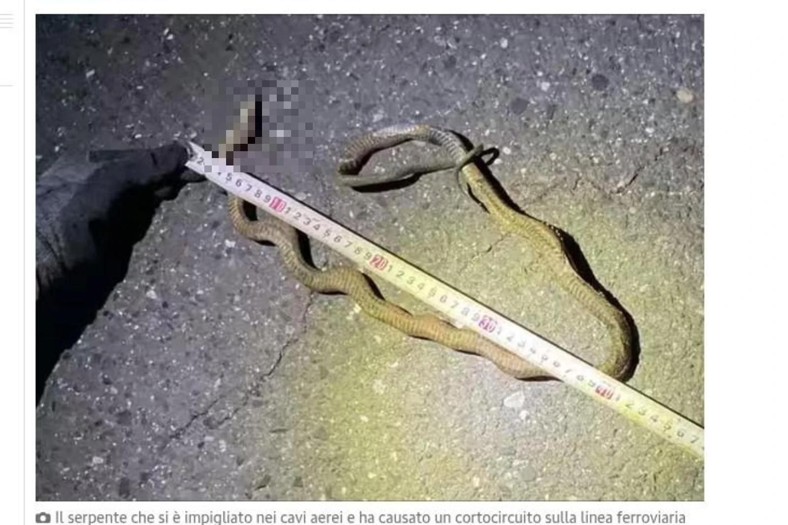 Serpente di un metro manda in tilt l’alta velocità in Giappone. E no, non era sui binari