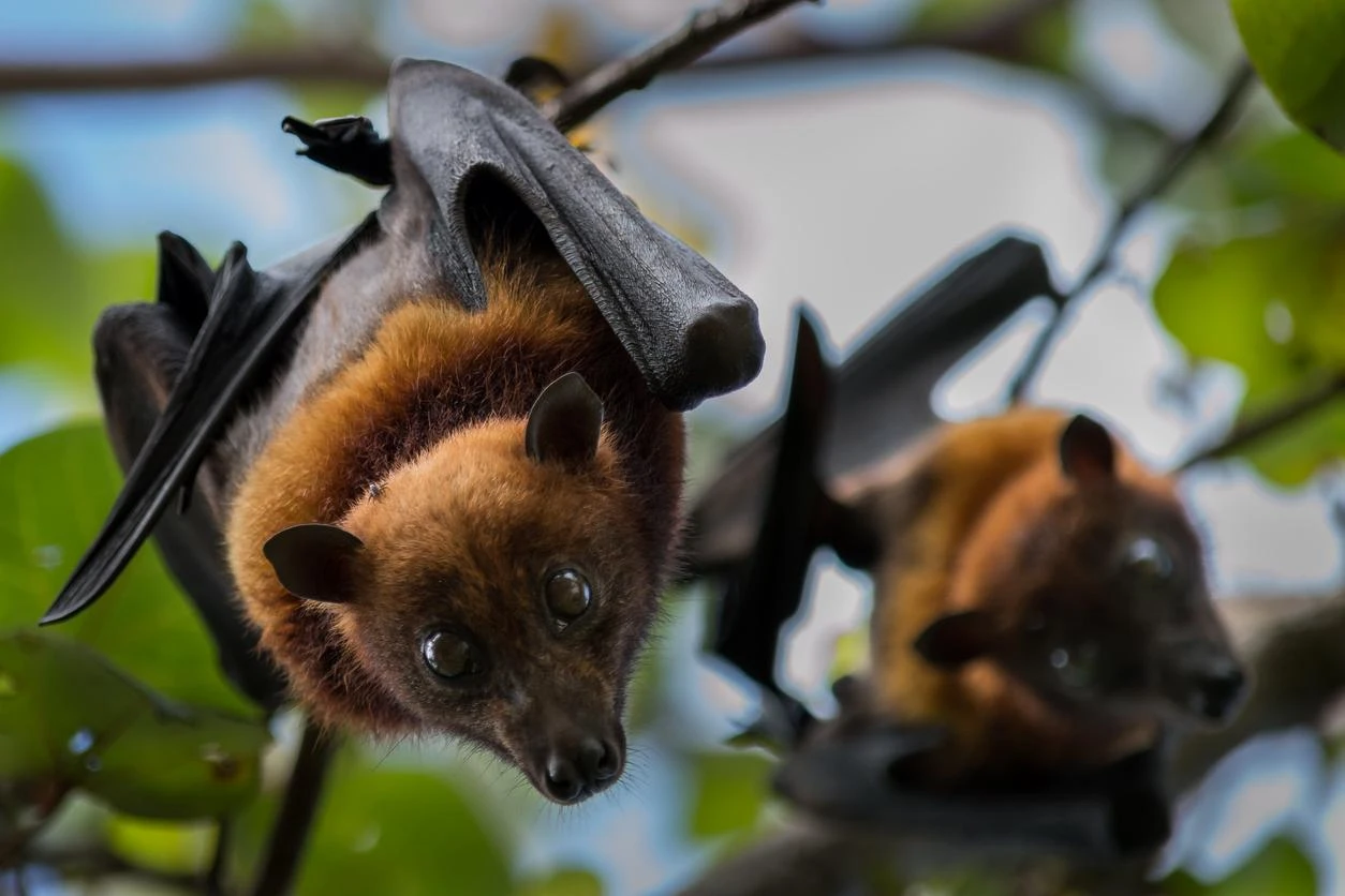 Incubo pandemia, scoperti 20 nuovi virus nei pipistrelli della frutta: 2 sono letali per l’uomo