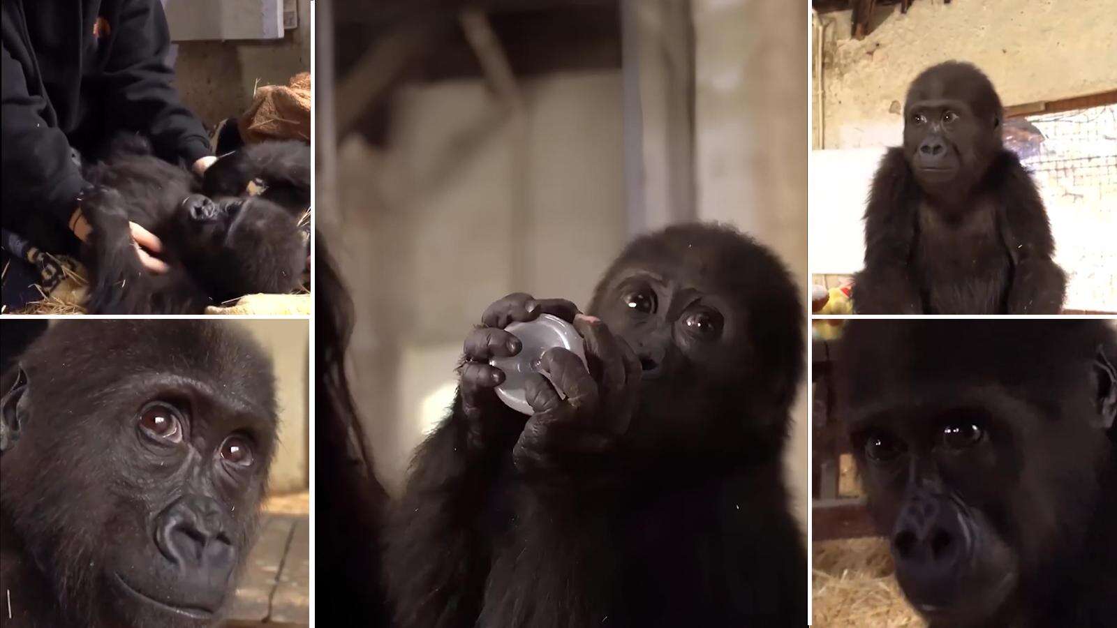 Cucciolo di gorilla salvato dalla stiva di un aereo: si sta riprendendo allo zoo di Istanbul