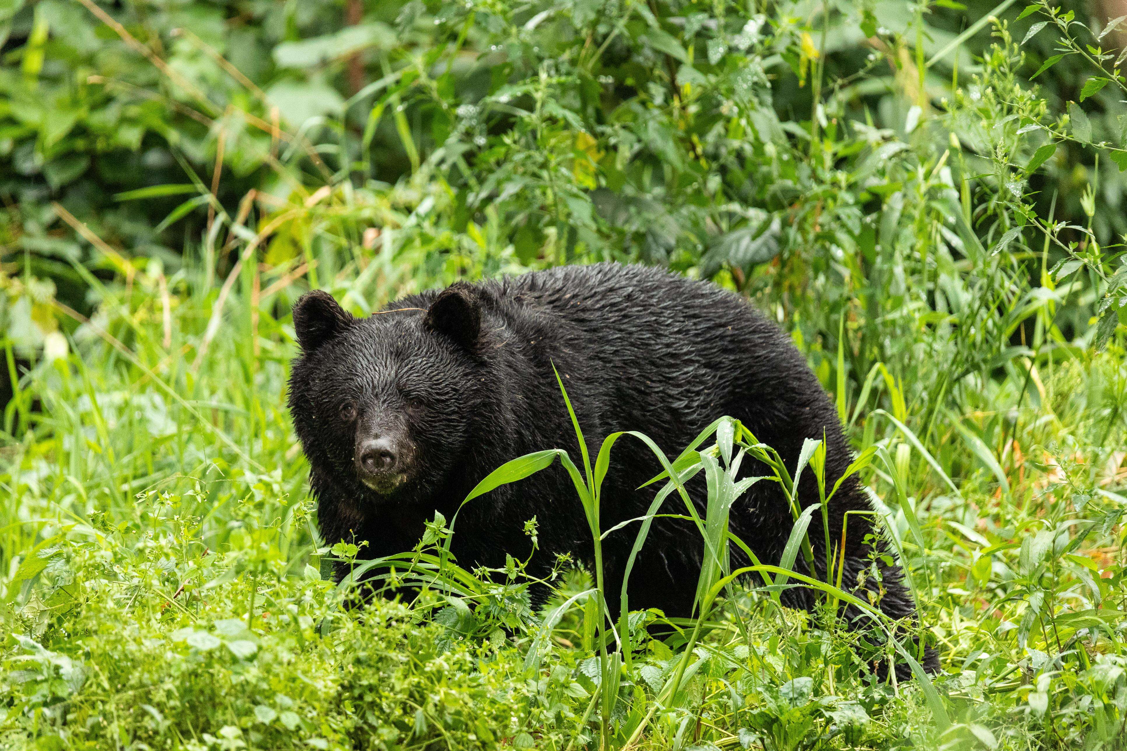 Orso si nasconde in un supermercato per due giorni. Trappola di pane e miele per catturarlo