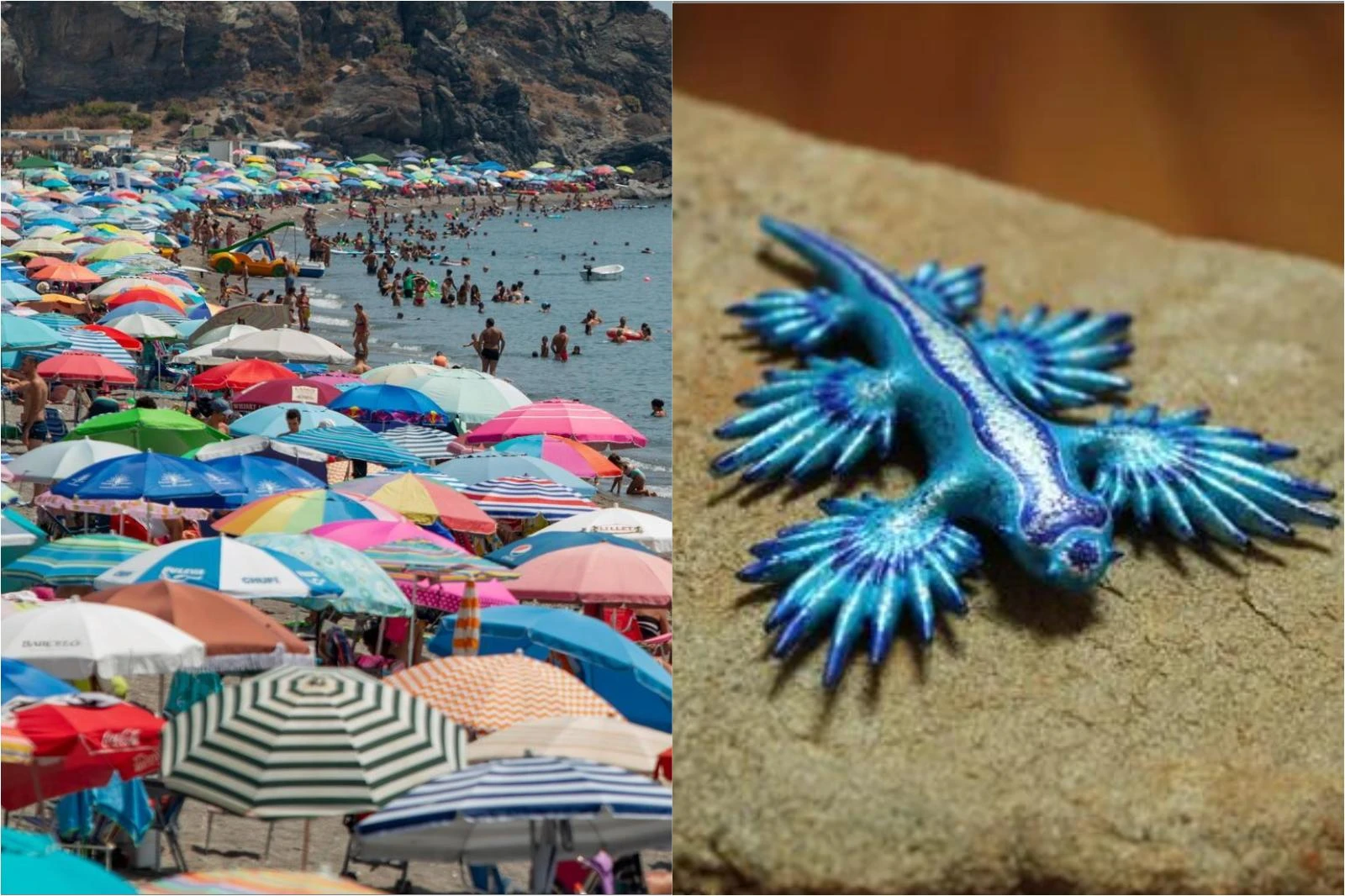 In Spagna l’ondata di caldo più feroce di sempre: incendi e vittime. E sulle spiagge è allarme drago blu