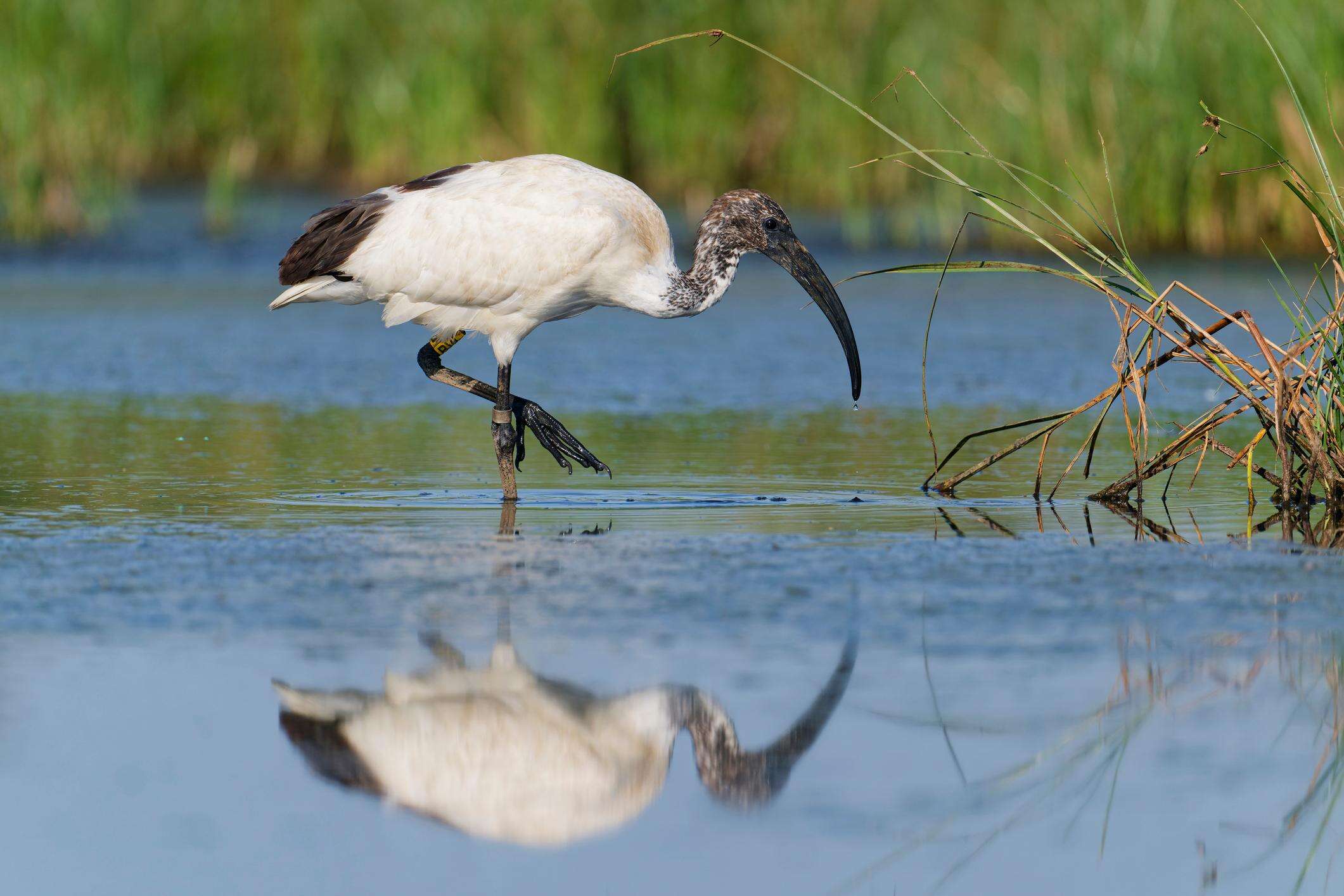 Ibis sacri trovati morti con l’aviaria. Lo spettro della specie aliena invasiva vicino agli allevamenti