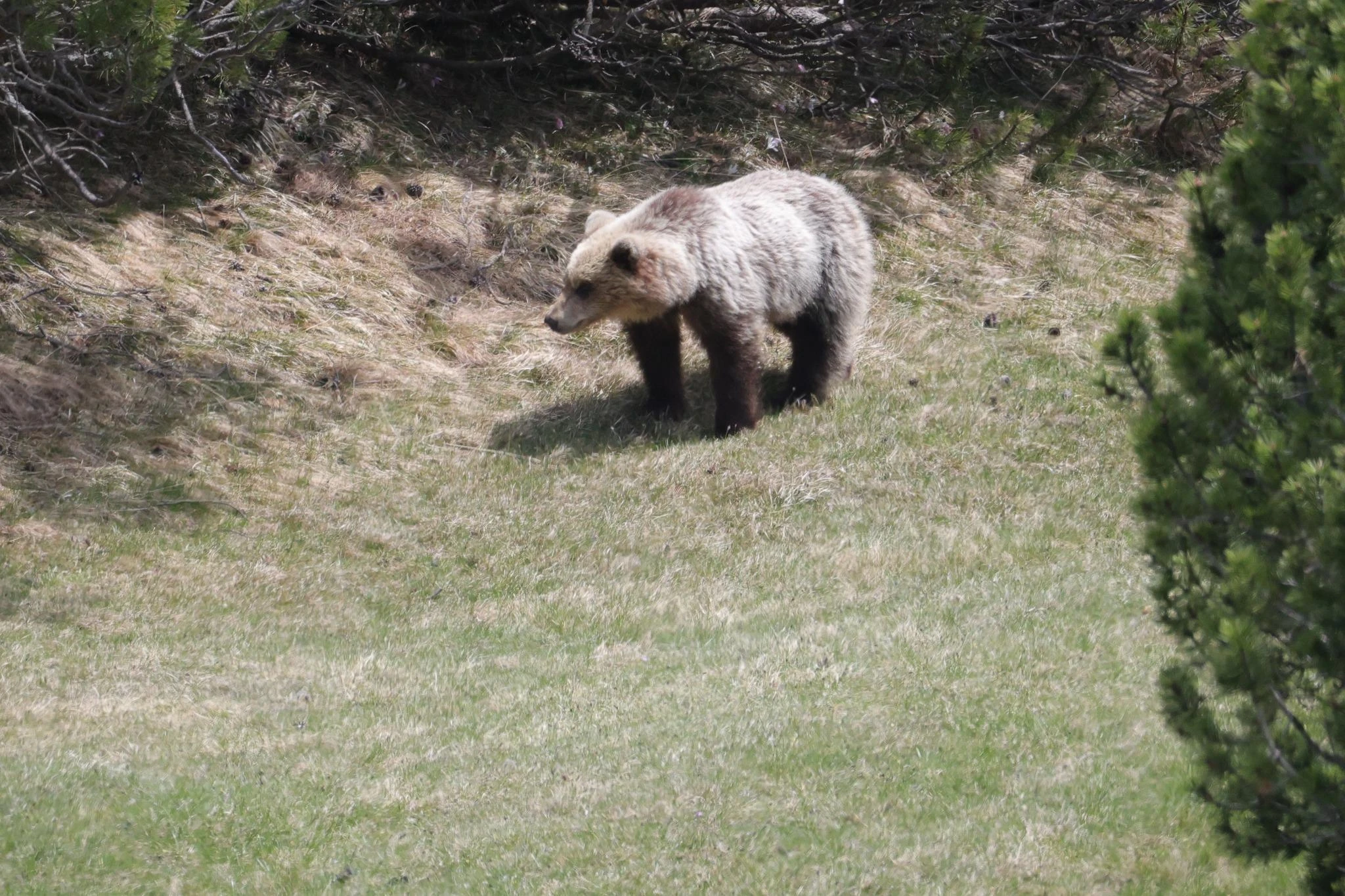 Parco dello Stelvio, a tu per tu con l’orso bruno: scatta la foto e poi fugge sul tetto di una baita