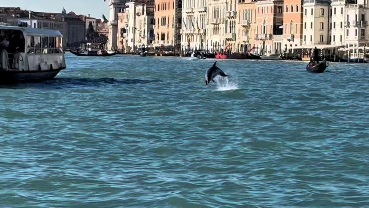C’è un delfino a Venezia: è Mimmo, il cetaceo che nuota nelle acque di San Marco. Turisti impazziti cercano di avvicinarlo