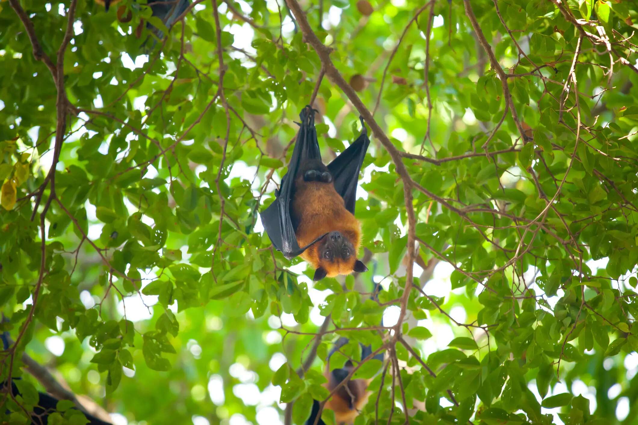 Virus Nipah: cos’è la malattia che spaventa l’India. I sintomi, l’encefalite e il rischio coma nel giro di 48 ore