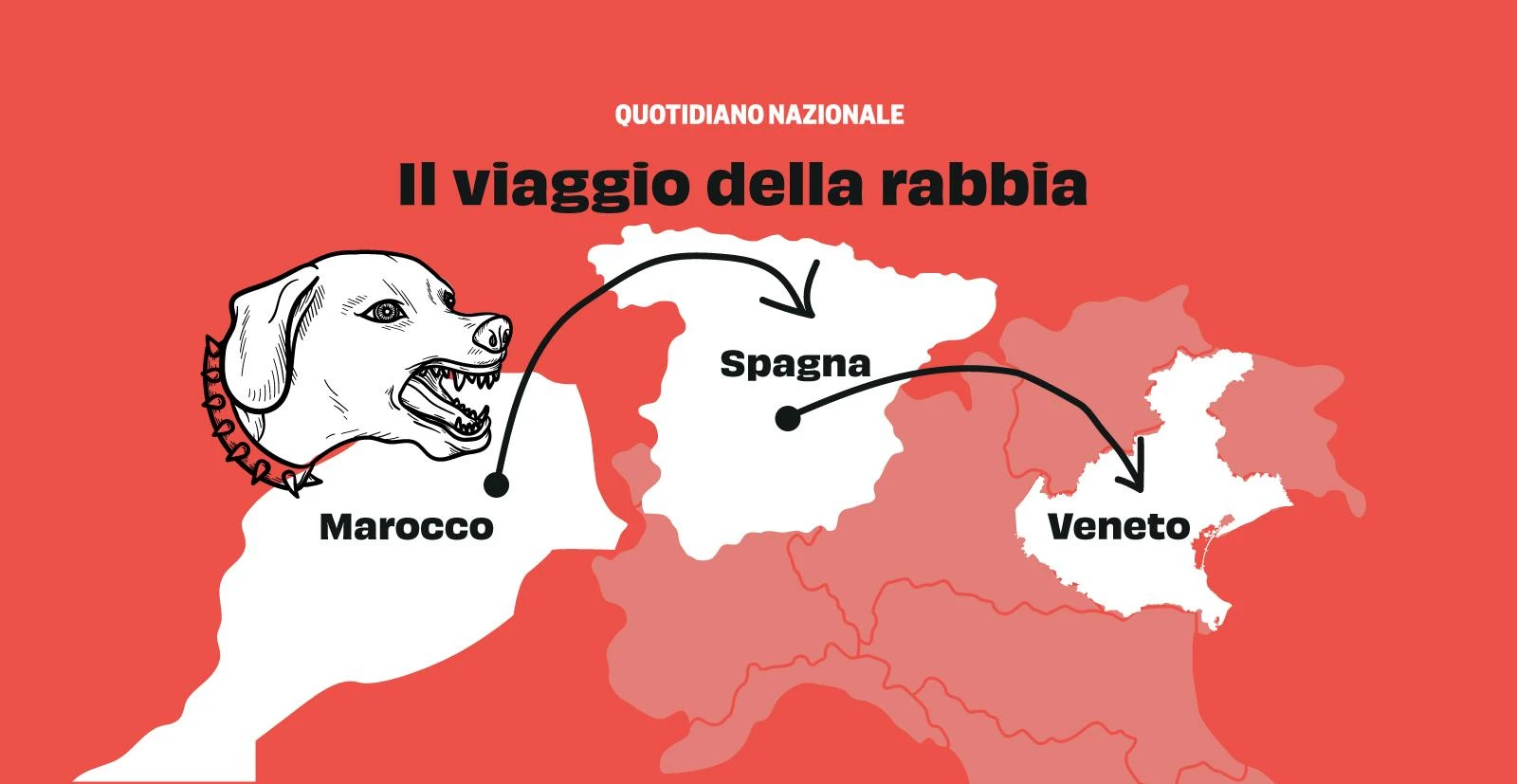 Posso adottare un cane dal Marocco dove la rabbia è endemica? I veterinari dell’Anmvi: ecco cosa prevede il ministero della Salute