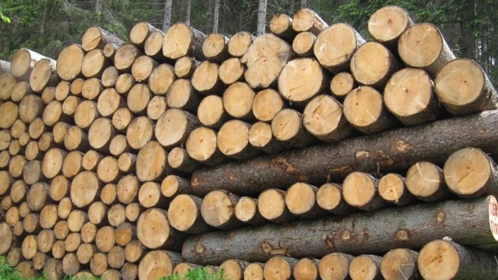Il legno russo aggira le sanzioni: trucioli in Europa mentre si indebolisce la legge UE sulla deforestazione