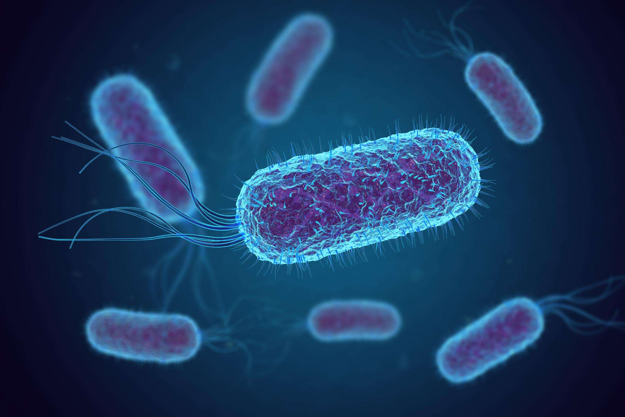 Escherichia Coli nel formaggio, ritirati una ventina di lotti di Puzzone di Moena di Predazzo e Moena Dop