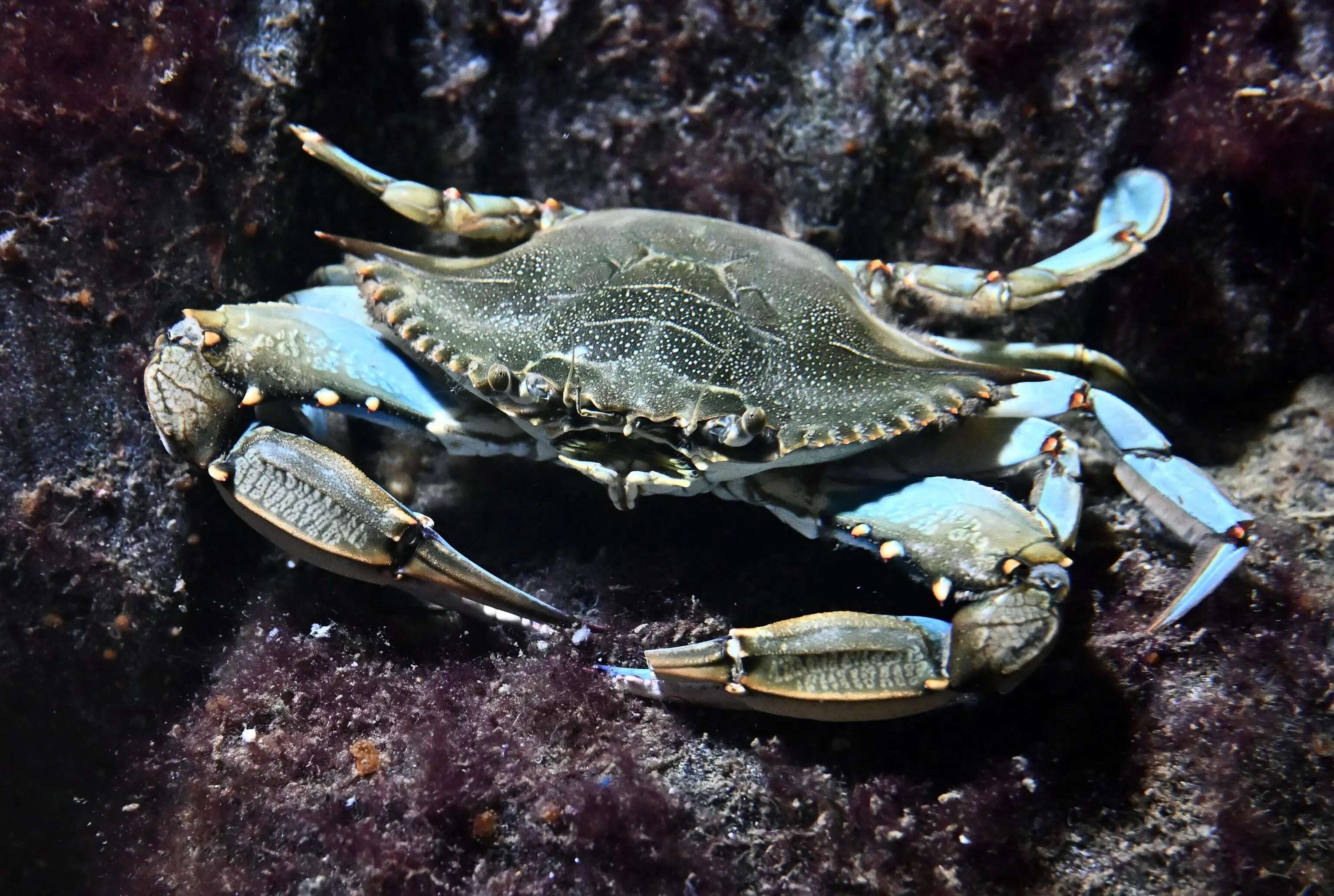 Alluvioni e rischio specie aliene invasive nei fiumi: cosa sappiamo