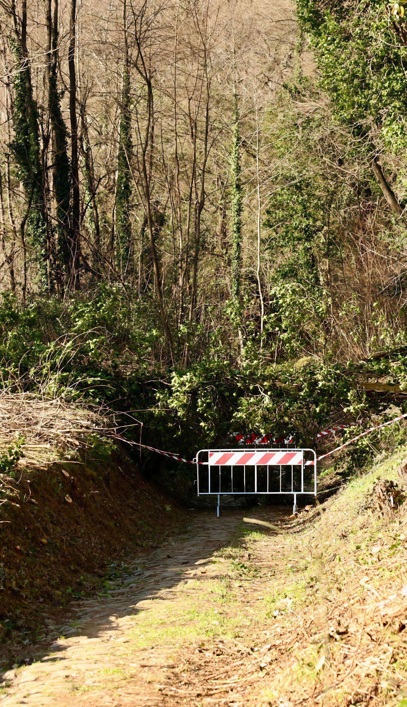 Vento forte in tutta la Toscana. Operaio muore travolto da un albero. Firenze, pianta cade sullo scuolabus