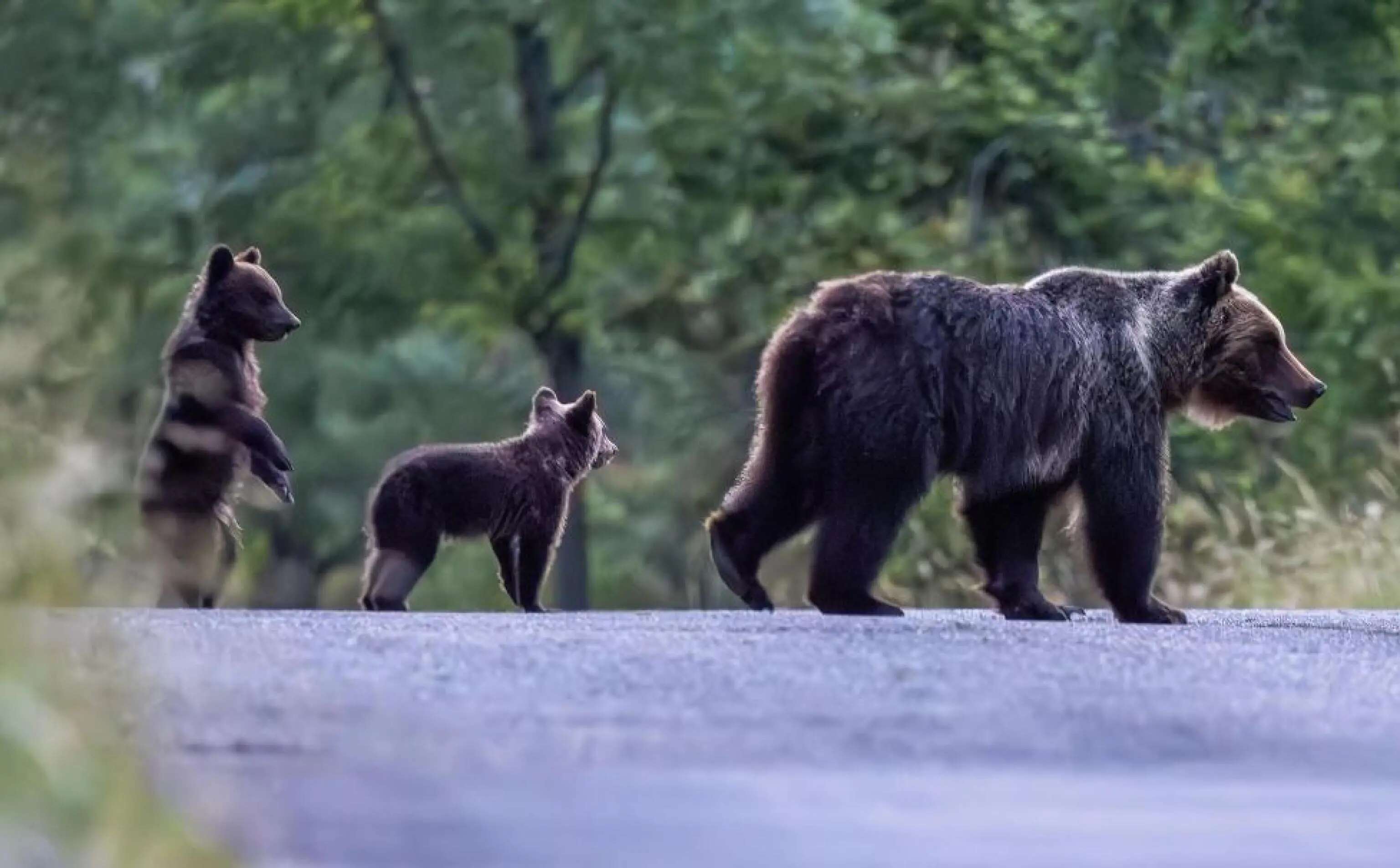 Lago di Molveno, mamma orsa si avvicina e tocca una turista con 3 figli. Poi si allontana con il suo cucciolo