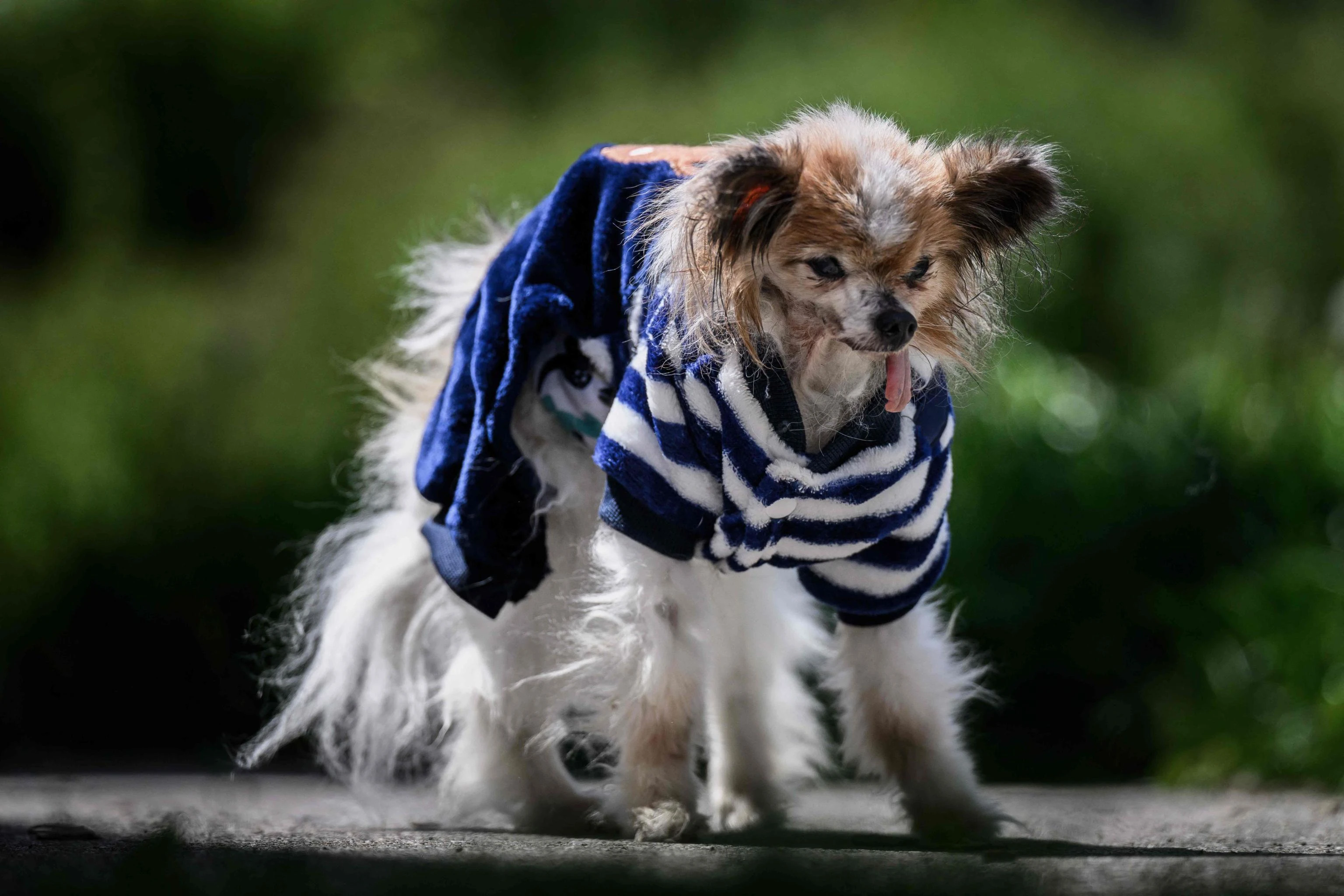 Morto Lazare, il cane più vecchio del mondo: aveva oltre 30 anni
