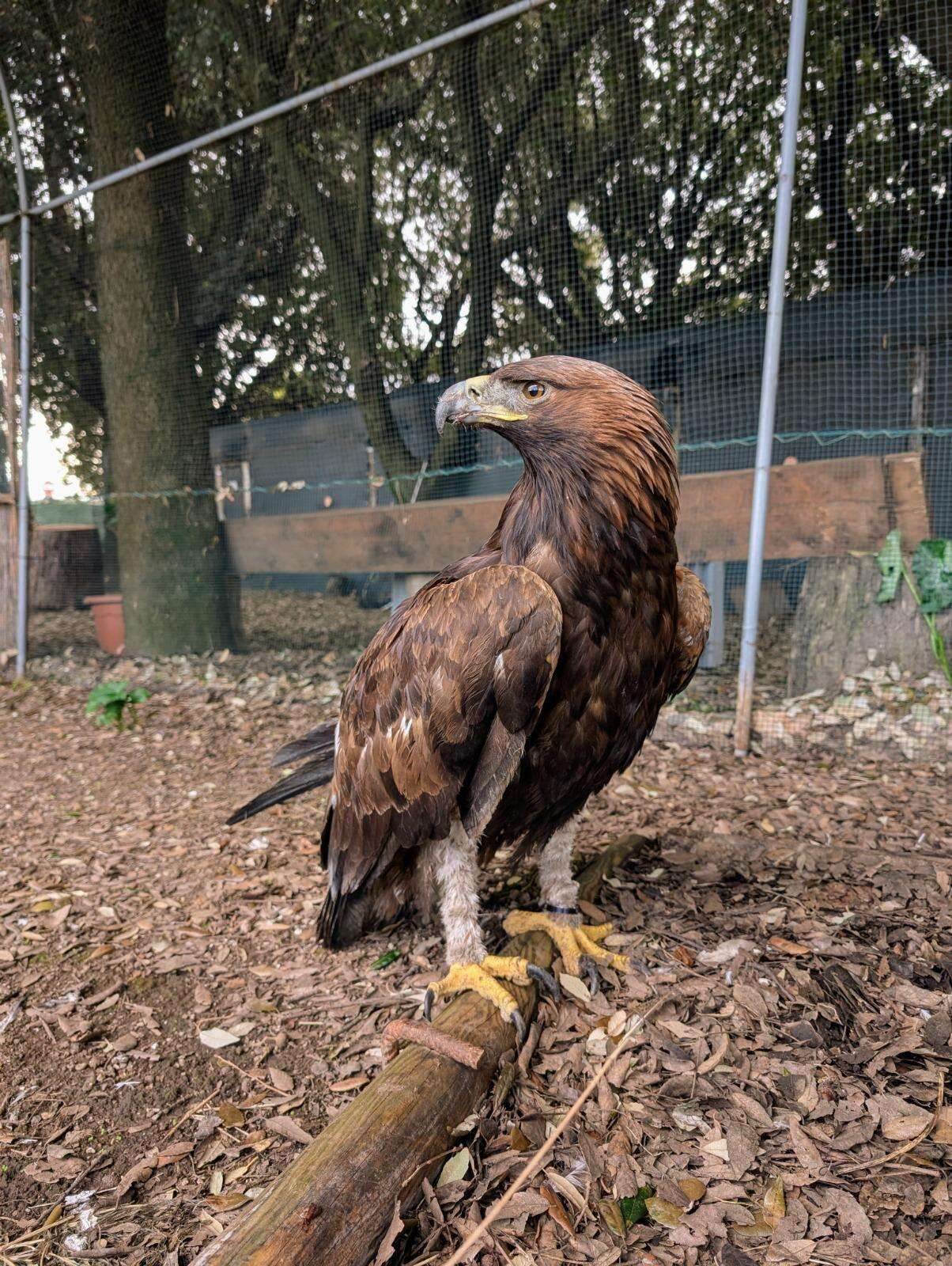 Aquila reale salvata nel Napoletano: Gwaihir è stata curata e riportata a casa per Natale