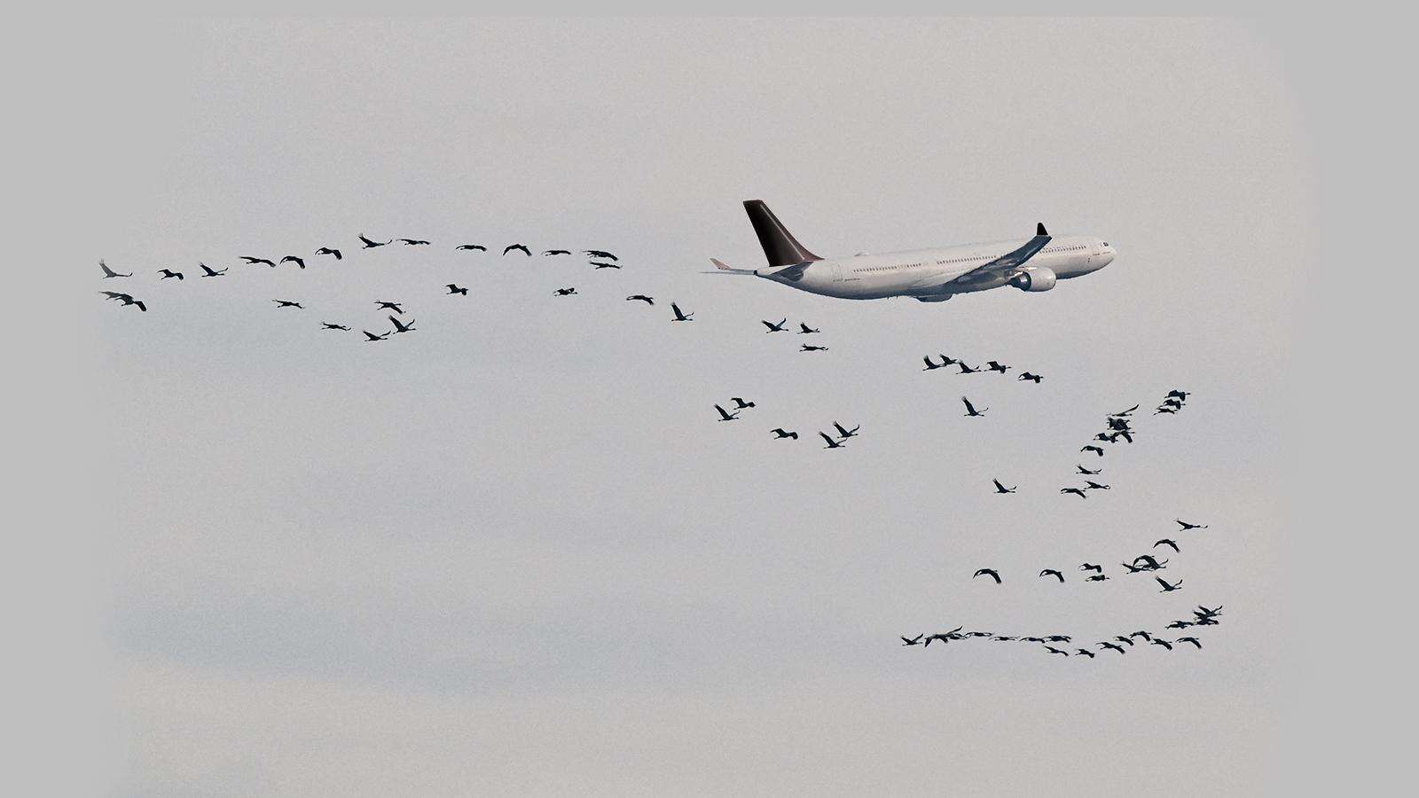 Incidente di Caselle e morte della piccola Laura, si apre il motore della Freccia Tricolore. Quella foto del gabbiano in volo