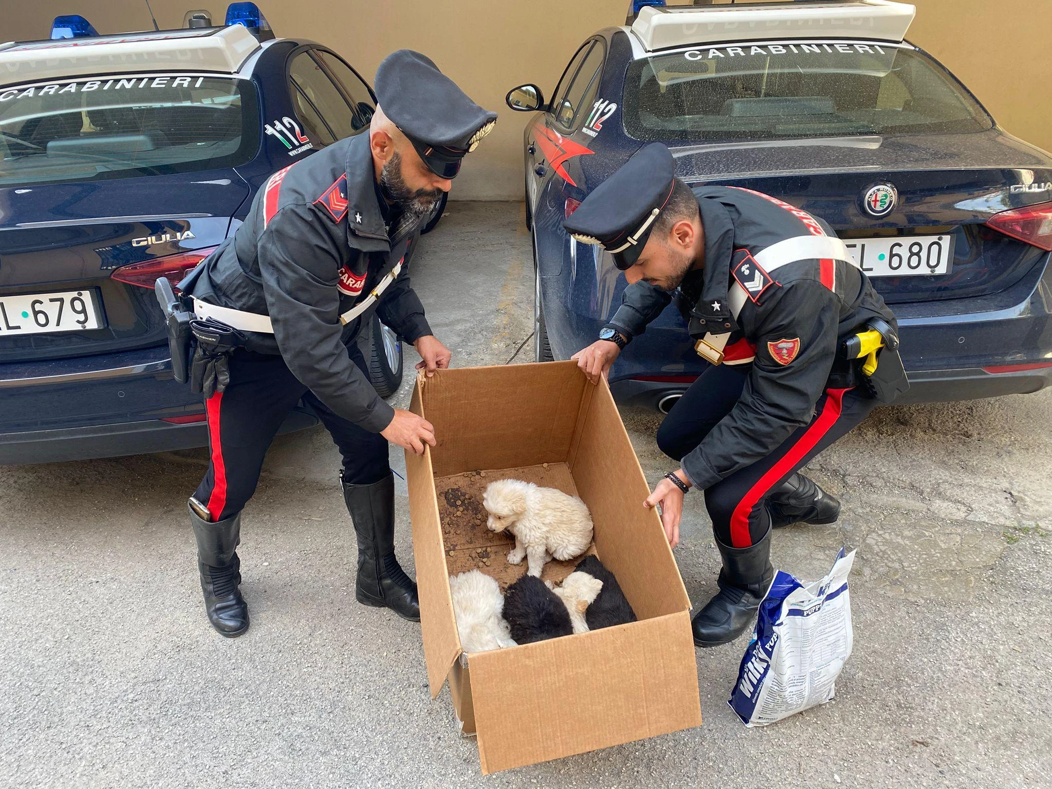 Ddl animali è legge: carcere per chi li maltratta. Aumentate le pene. Ecco cosa prevedono i 15 articoli