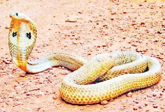 Scoperto il super antidoto contro il veleno di 19 serpenti letali. Arriva dal sangue di un ex meccanico