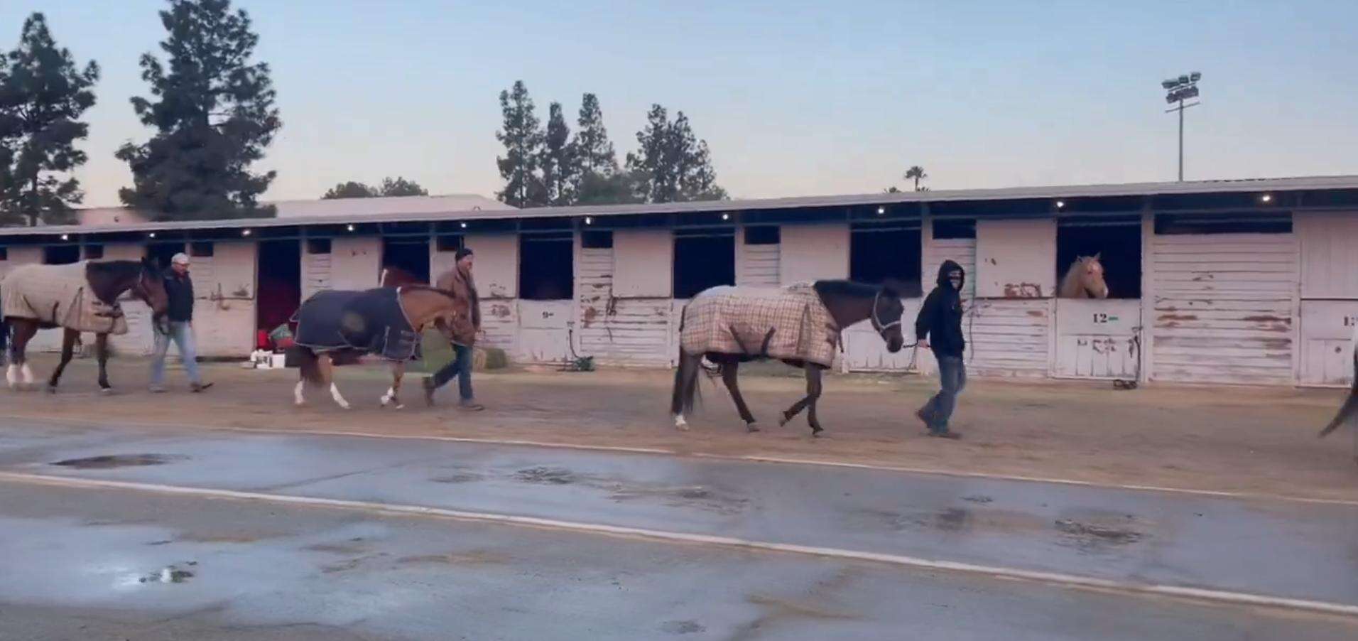 Los Angeles: un’arca di Noè nell’inferno degli incendi, così sono stati salvati cavalli e altri animali