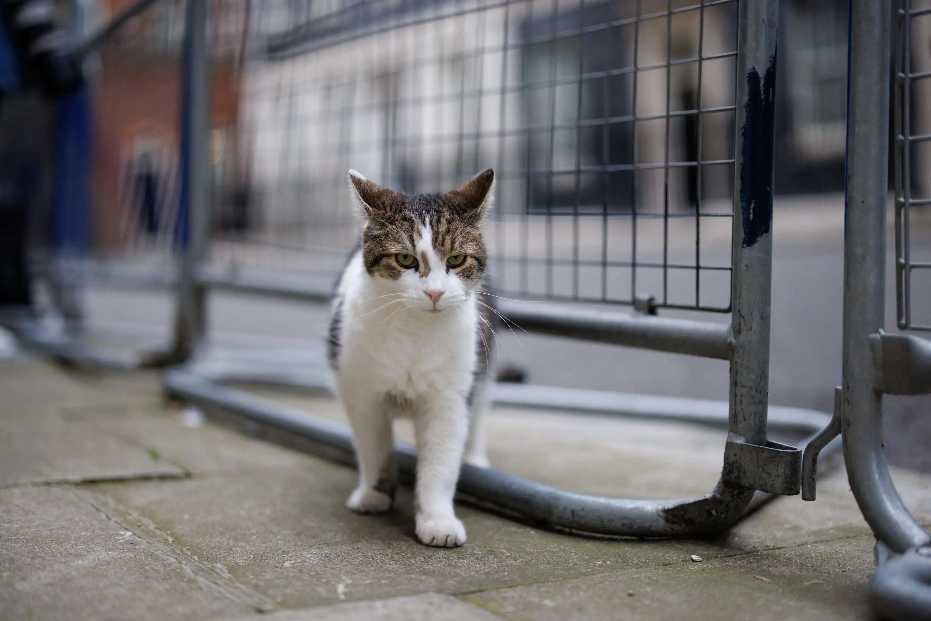 Larry the cat fa gli scongiuri. Il gatto di Downing Street ha 17 anni: pronto il comunicato d’addio e un piano come per i reali