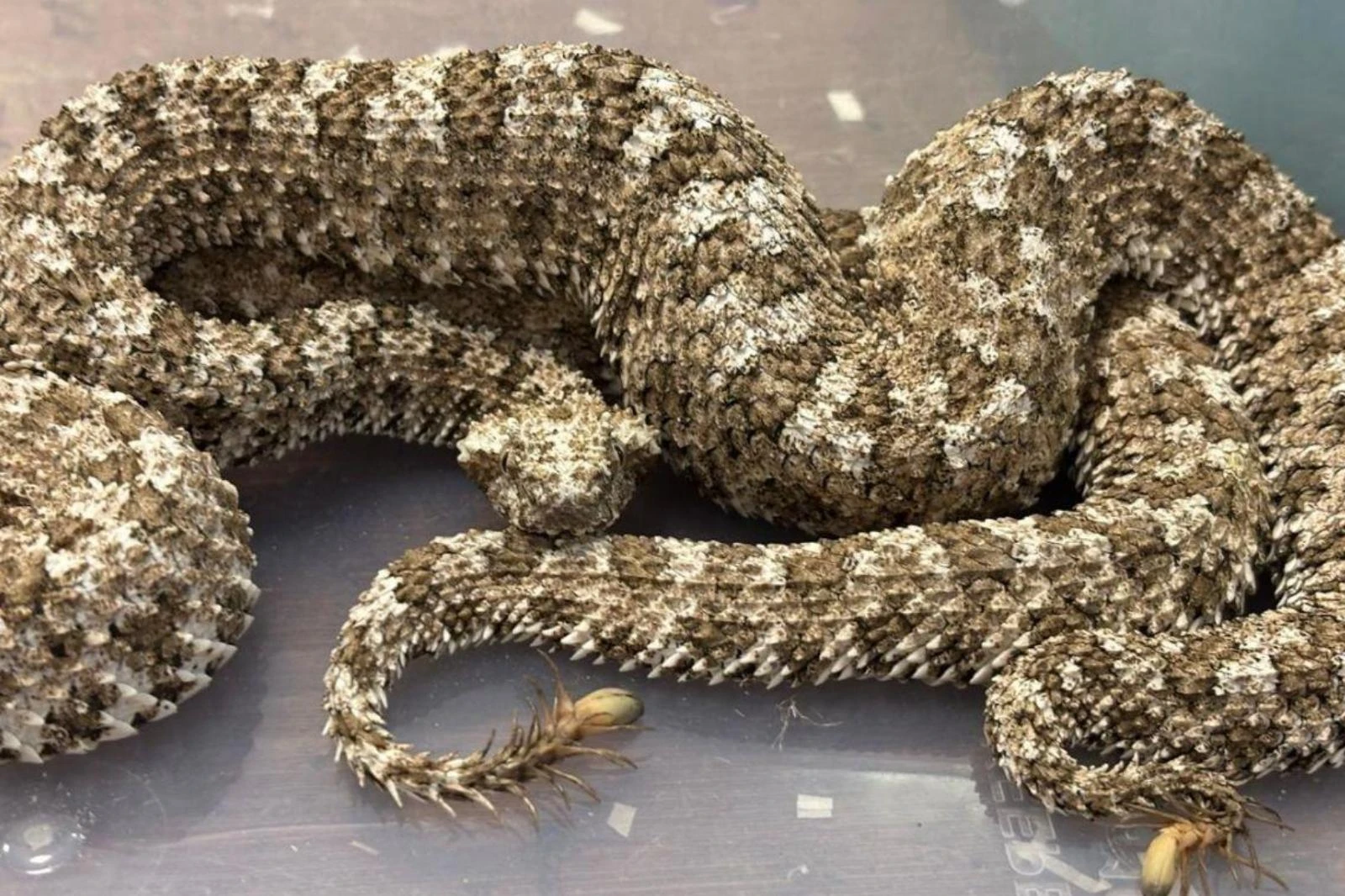 In aereo con decine di serpenti velenosi vivi. Arrestato in dogana a Mumbai: aveva 44 crotali e 3 vipere nei bagagli