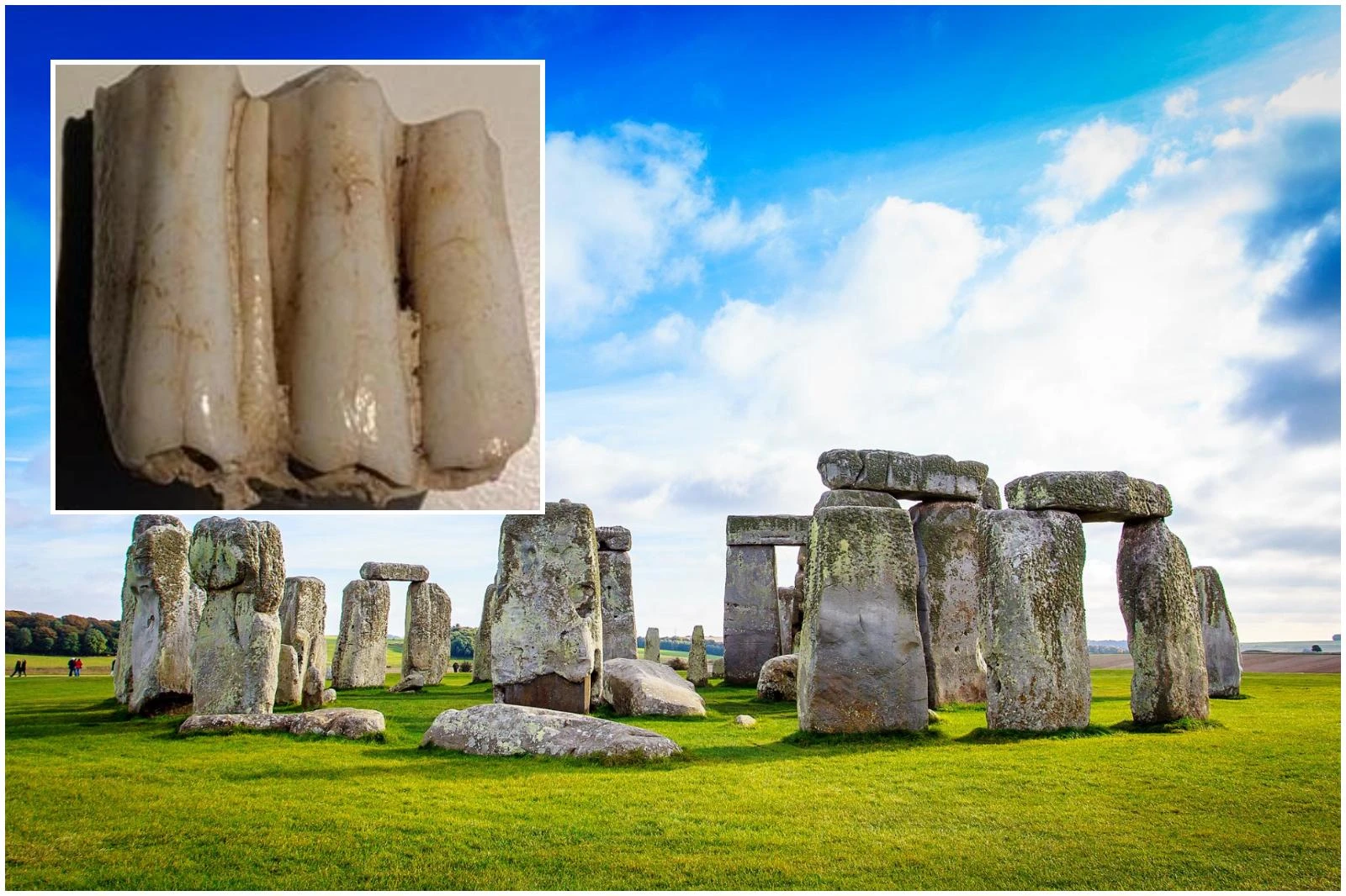 Come può un dente di mucca svelare il mistero di Stonehenge. Un viaggio nel tempo di 5mila anni